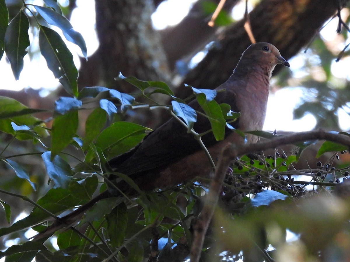 Brown Cuckoo-Dove - ML622124003