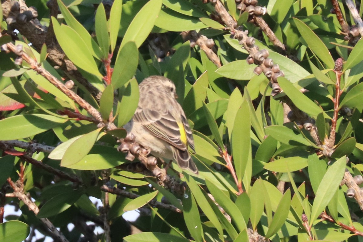 Serin de Reichenow - ML622124004