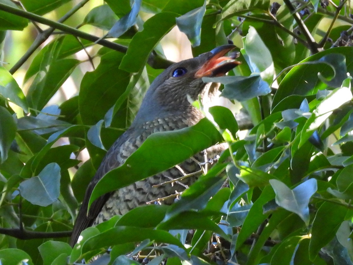 Satin Bowerbird - ML622124006