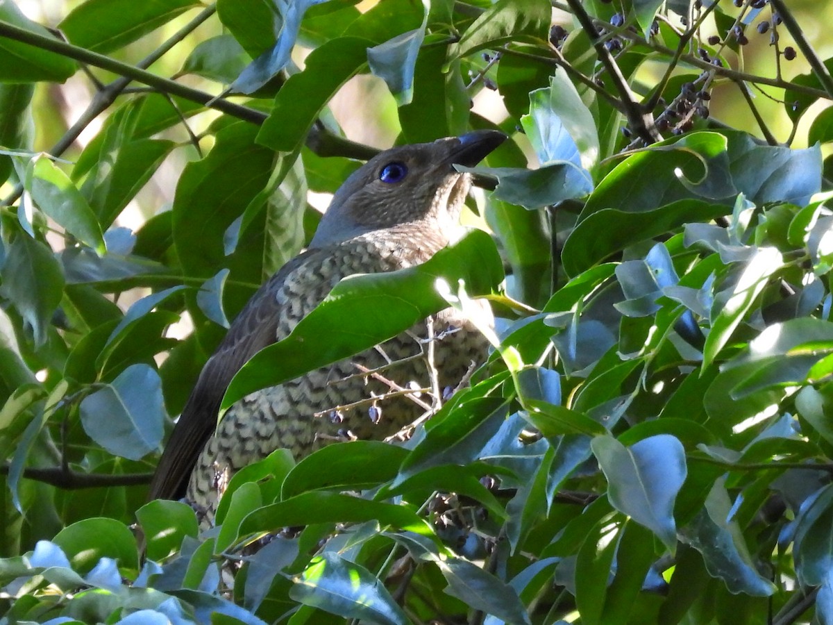 Satin Bowerbird - ML622124007