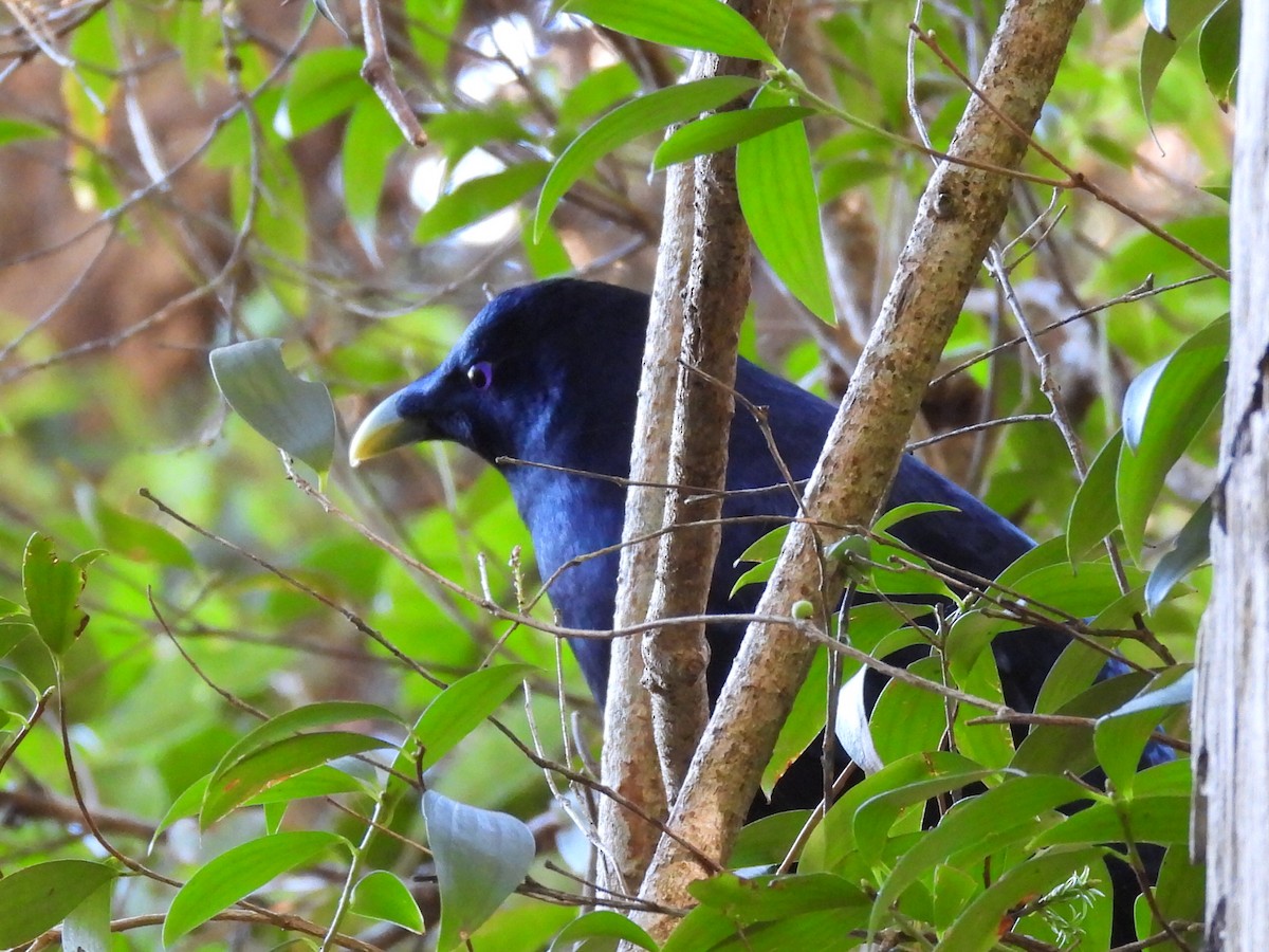 Satin Bowerbird - ML622124008