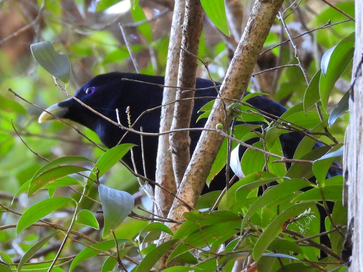 Satin Bowerbird - ML622124009