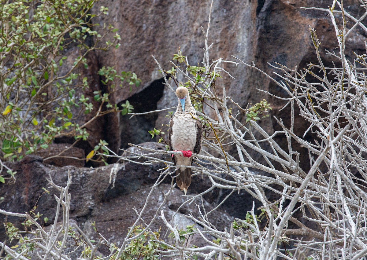 Red-footed Booby (Eastern Pacific) - ML622124011