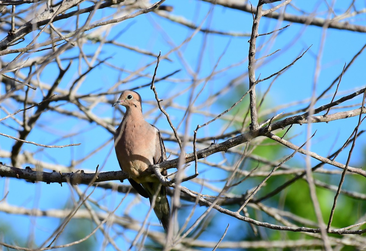 Mourning Dove - ML622124027