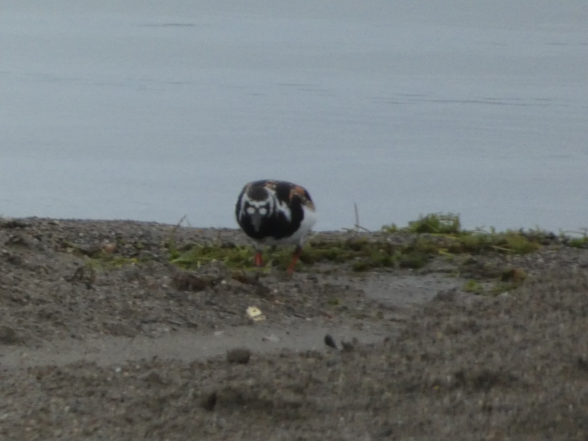 Ruddy Turnstone - Steven Albert