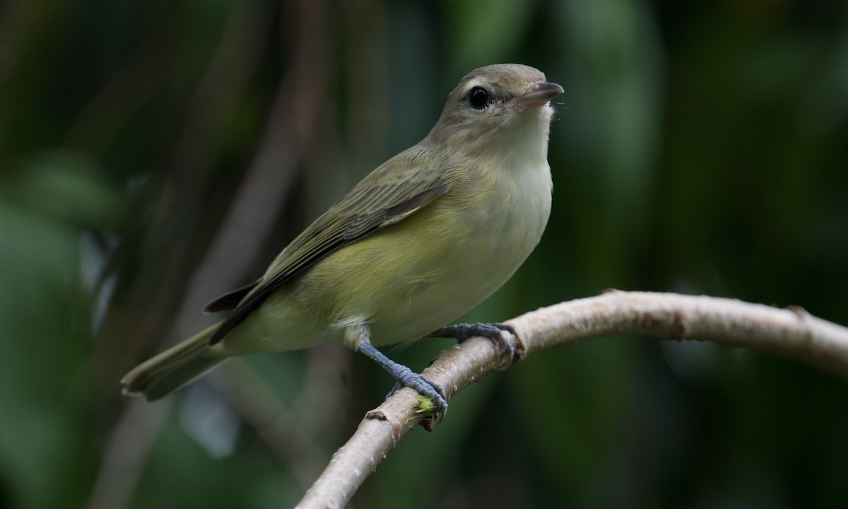 Warbling Vireo - Anonymous