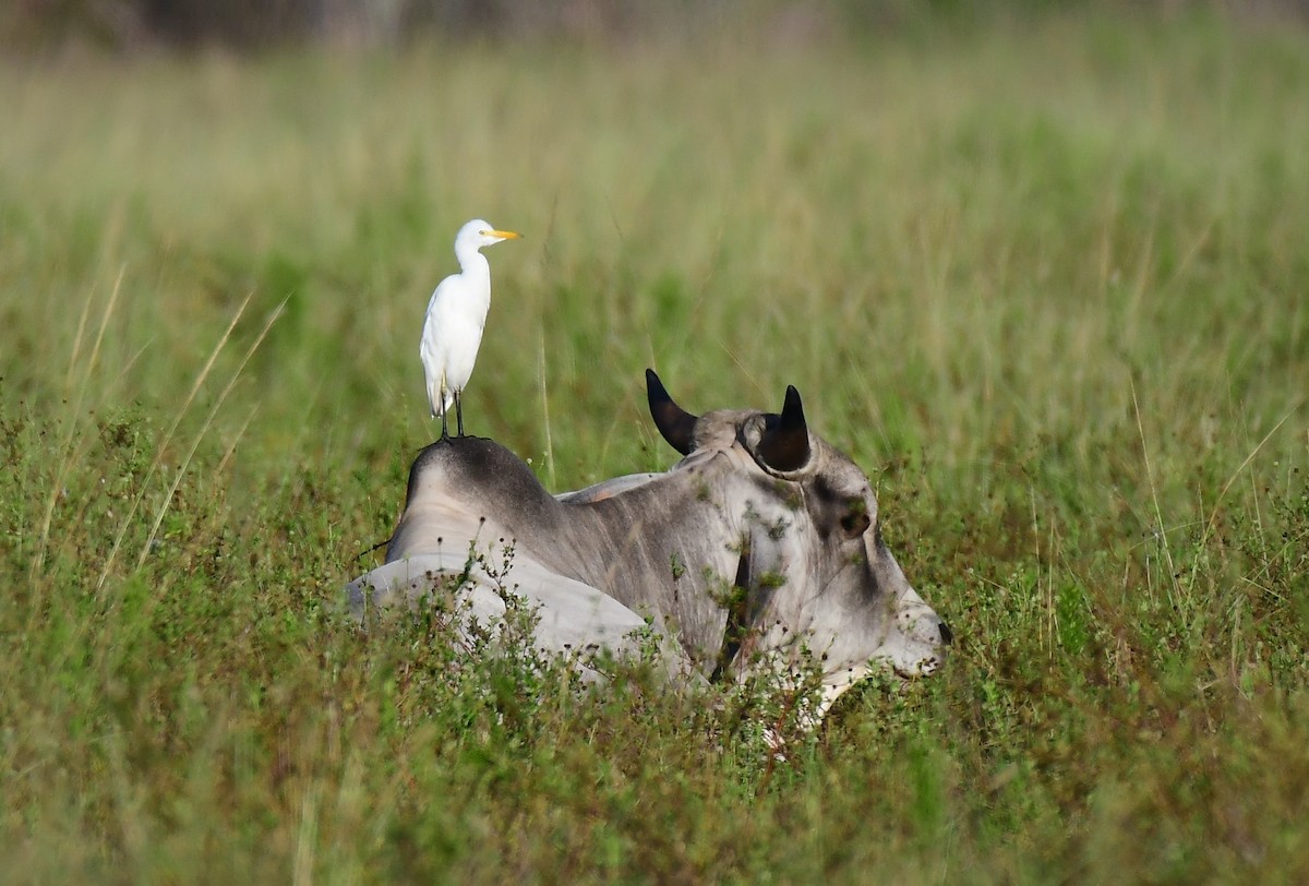 ニシアマサギ - ML622124033