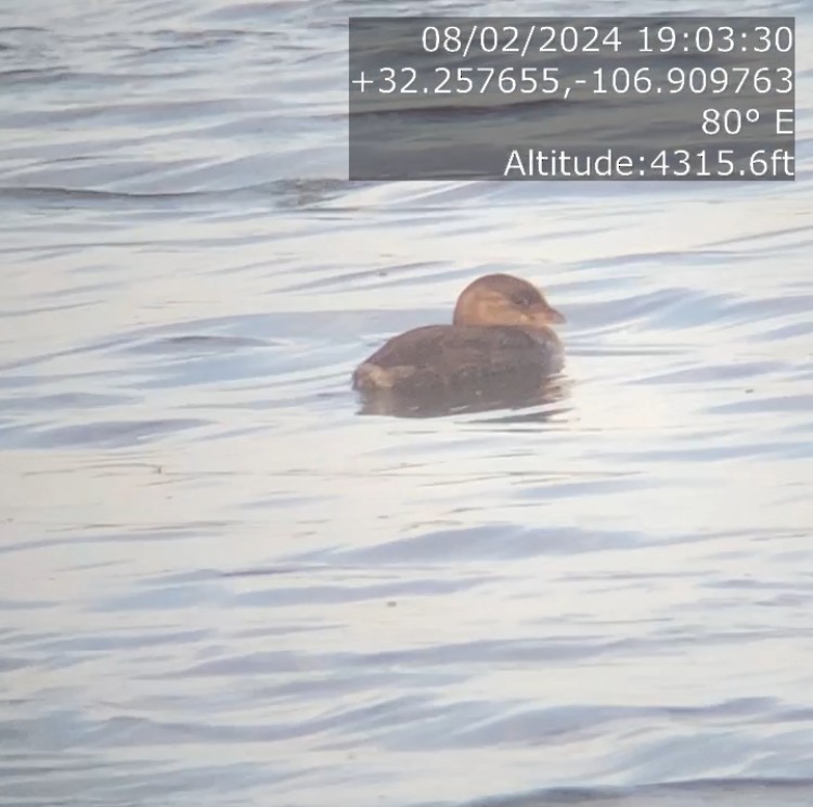 Pied-billed Grebe - Dana Parsons