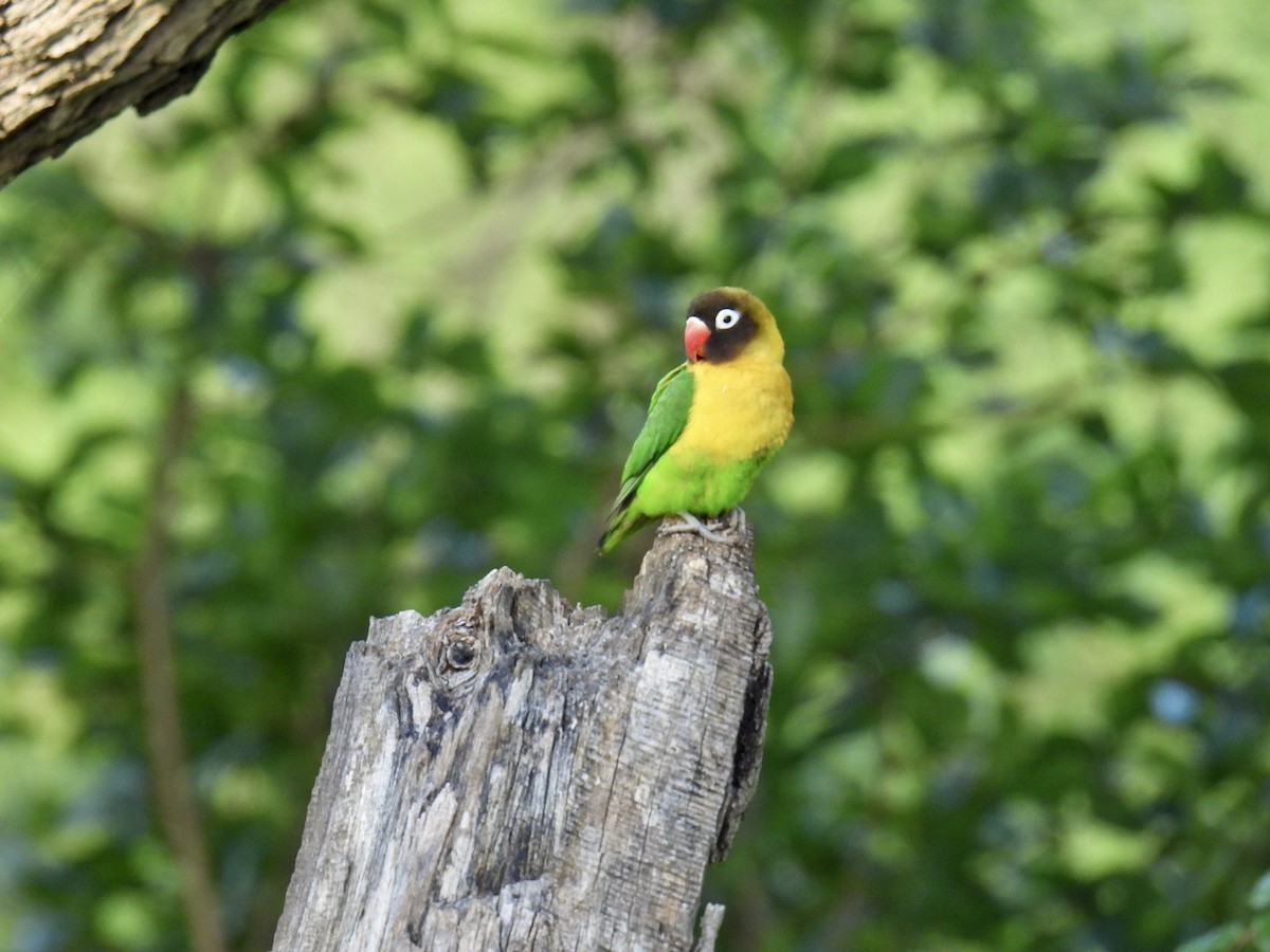 Fischer's Lovebird - Jeanne Tucker