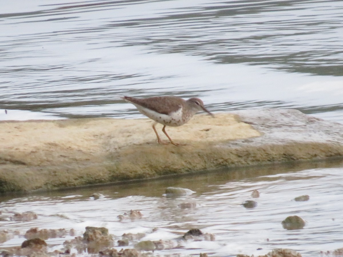 Spotted Sandpiper - Nathaniel Keyse