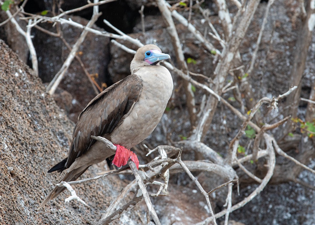 Red-footed Booby (Eastern Pacific) - ML622124103