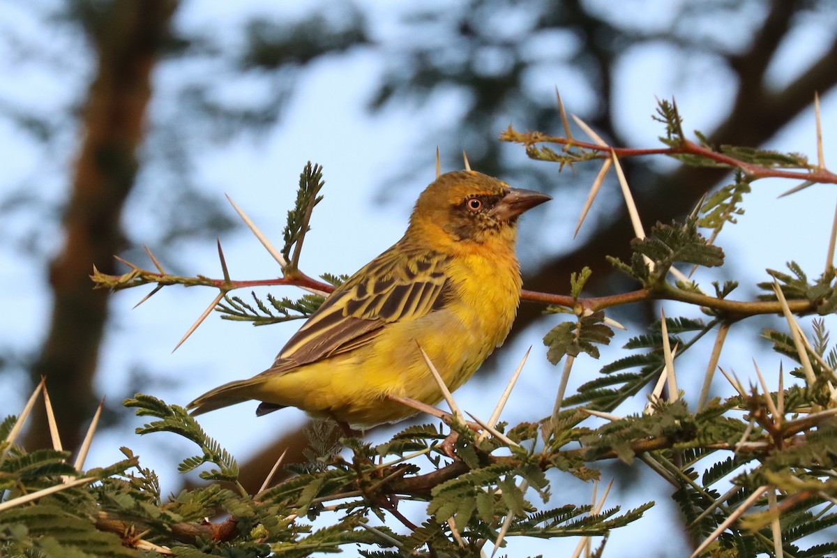 Speke's Weaver - Jason Estep