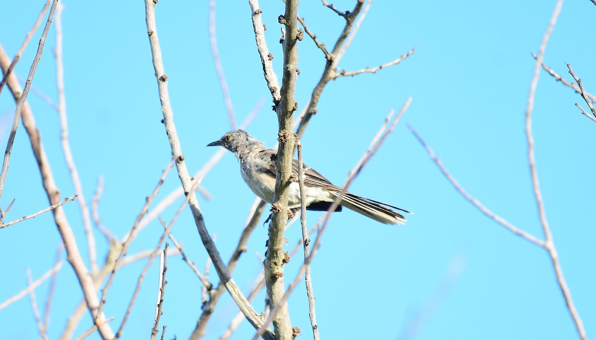 Northern Mockingbird - ML622124117