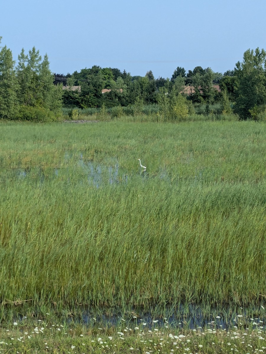 Great Egret - ML622124120