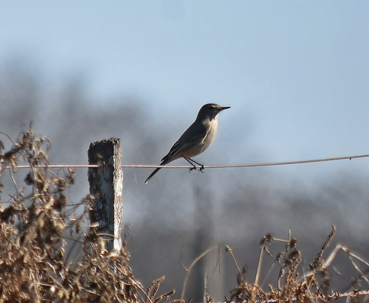 Lesser Shrike-Tyrant - ML622124124