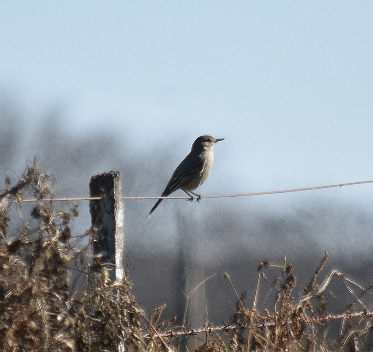 Lesser Shrike-Tyrant - ML622124125