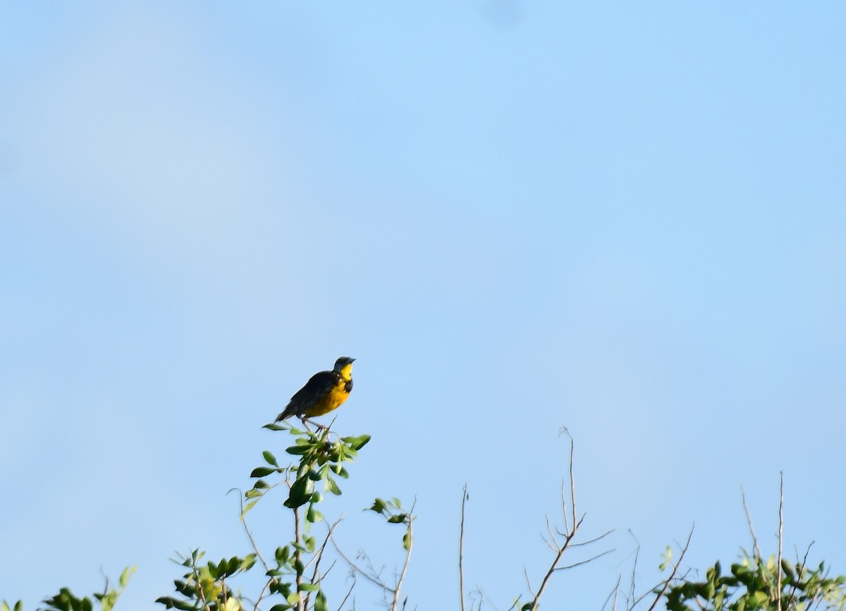 Eastern Meadowlark - ML622124126