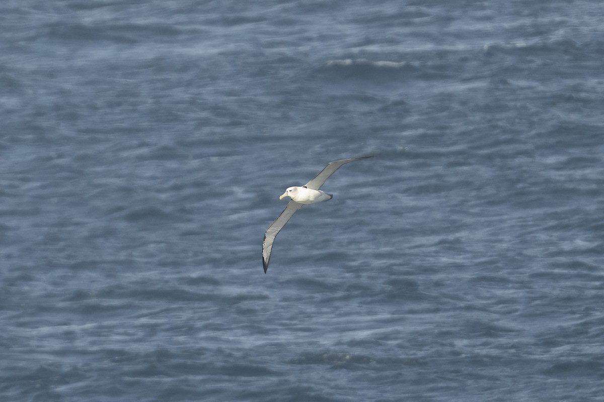 White-capped Albatross (cauta) - ML622124127