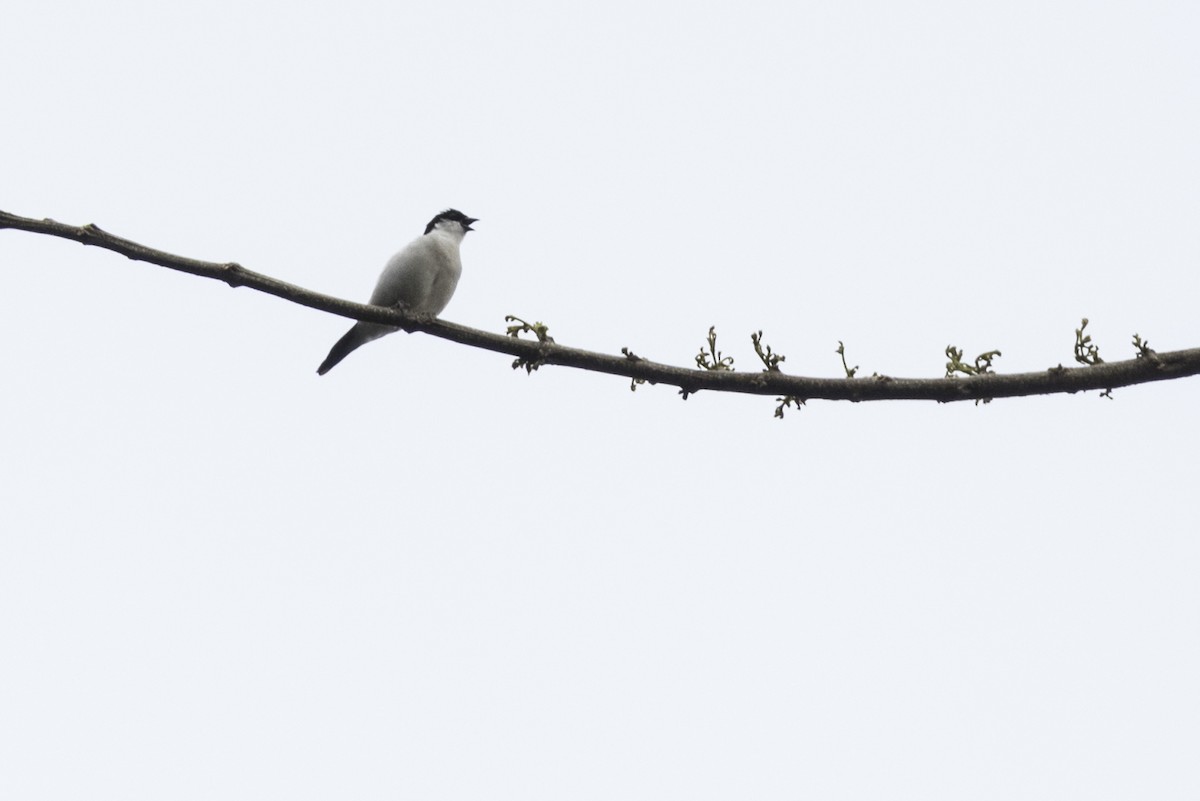 White-breasted Nigrita - ML622124128