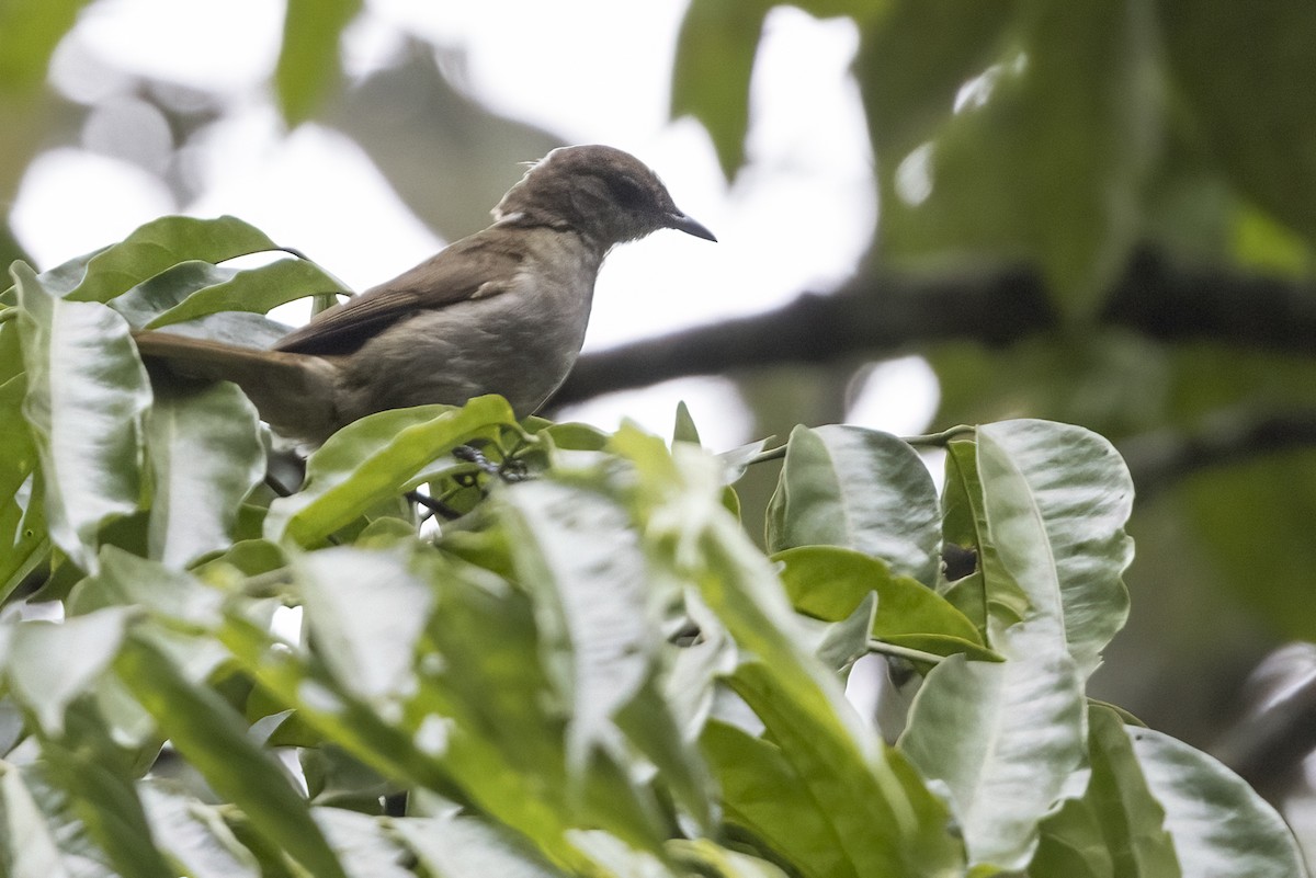 Slender-billed Greenbul - ML622124129