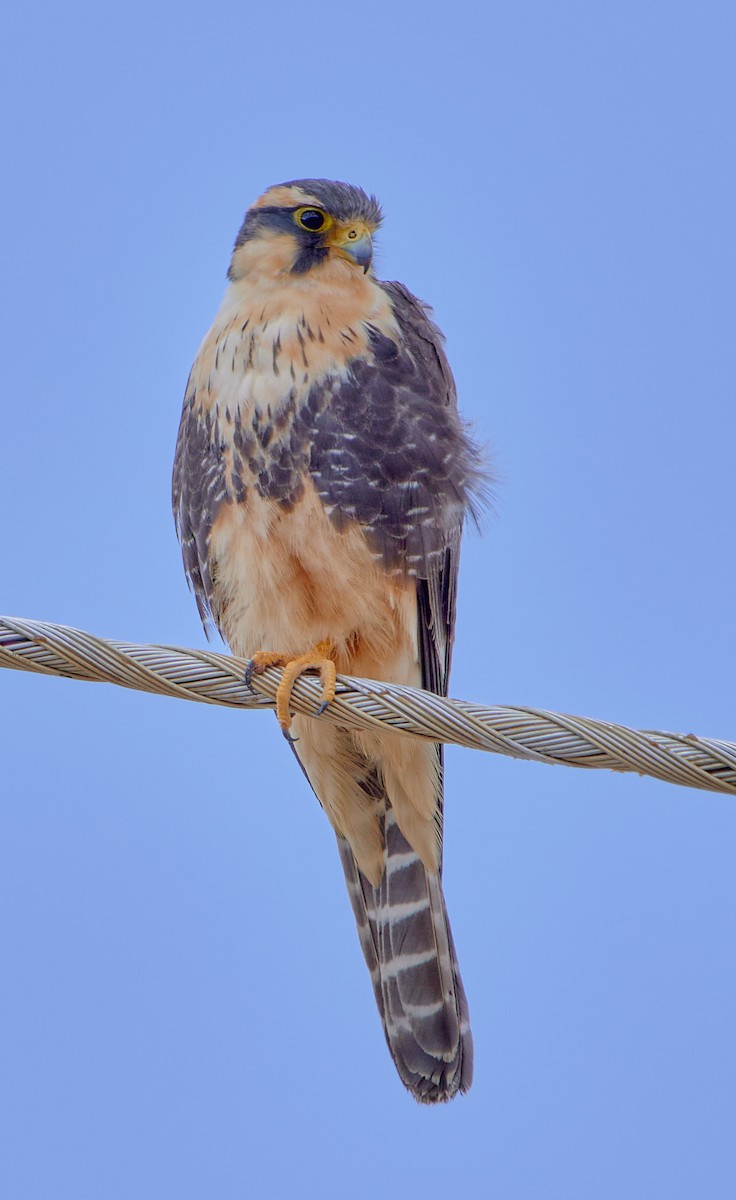 Aplomado Falcon - ML622124138