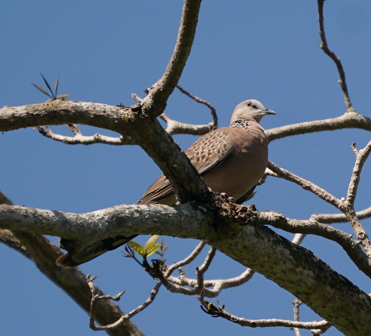 Spotted Dove - ML622124143