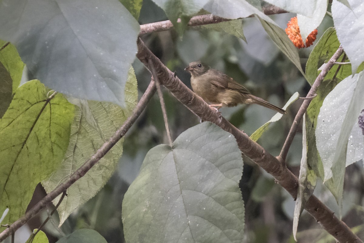 Slender-billed Greenbul - ML622124148