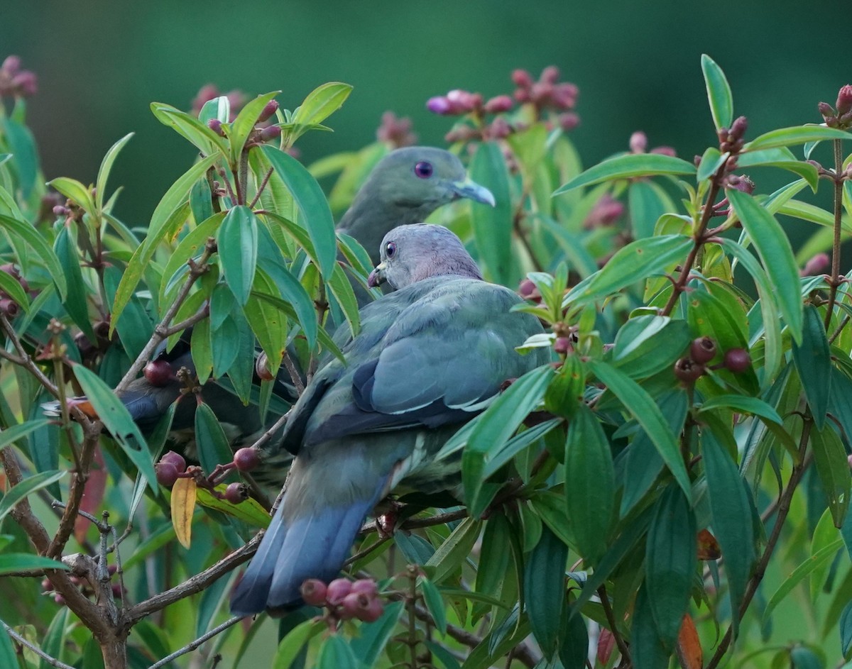 Pink-necked Green-Pigeon - ML622124151