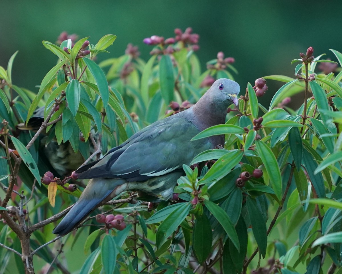 Pink-necked Green-Pigeon - ML622124152