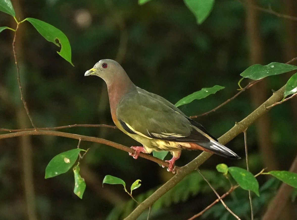 Pink-necked Green-Pigeon - ML622124153