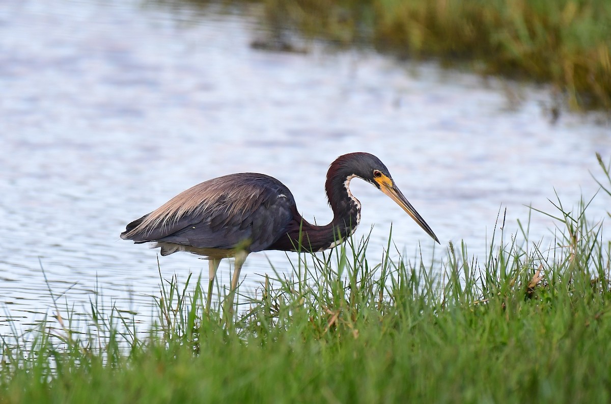 Tricolored Heron - ML622124165