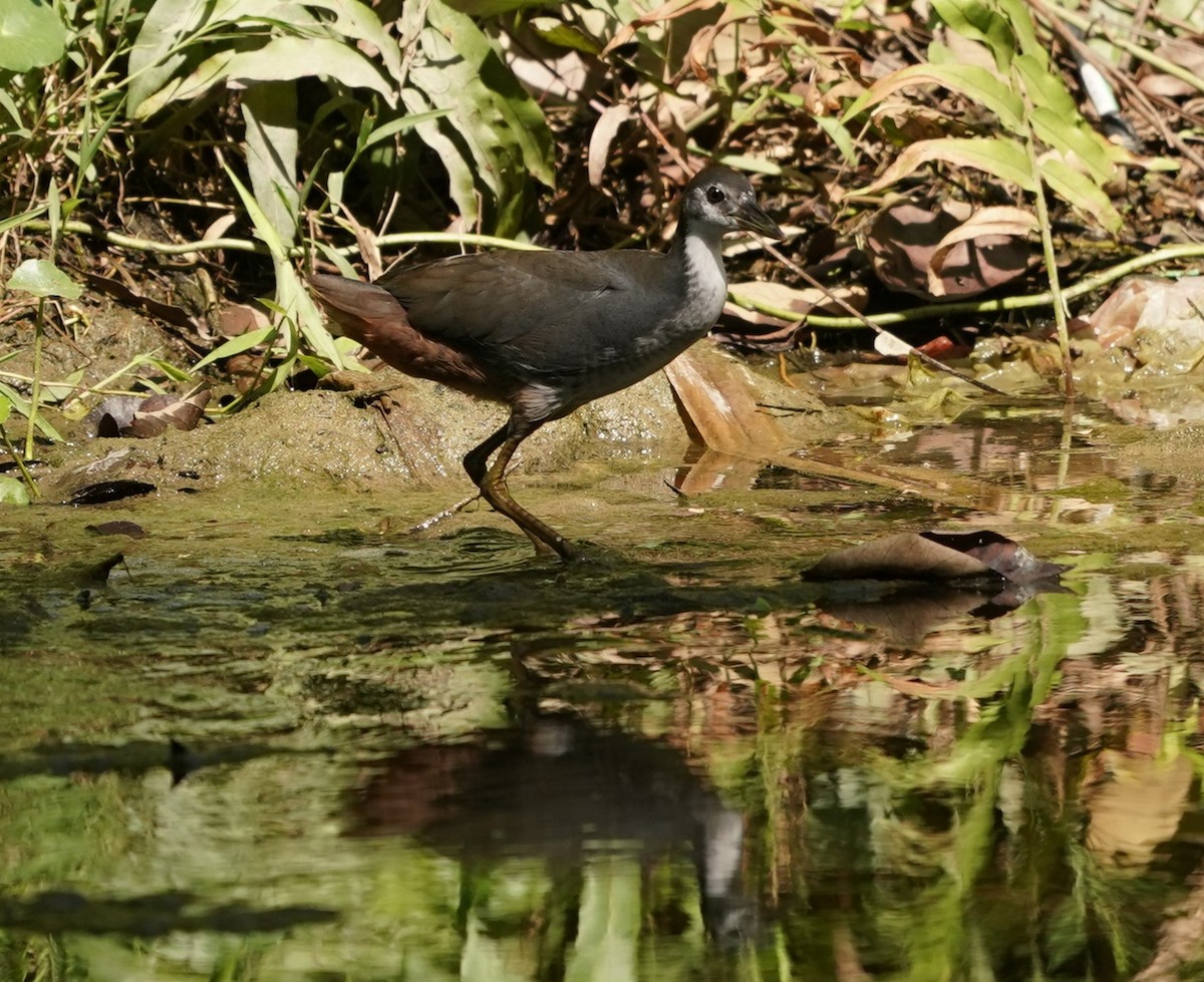 Weißbrust-Kielralle - ML622124188