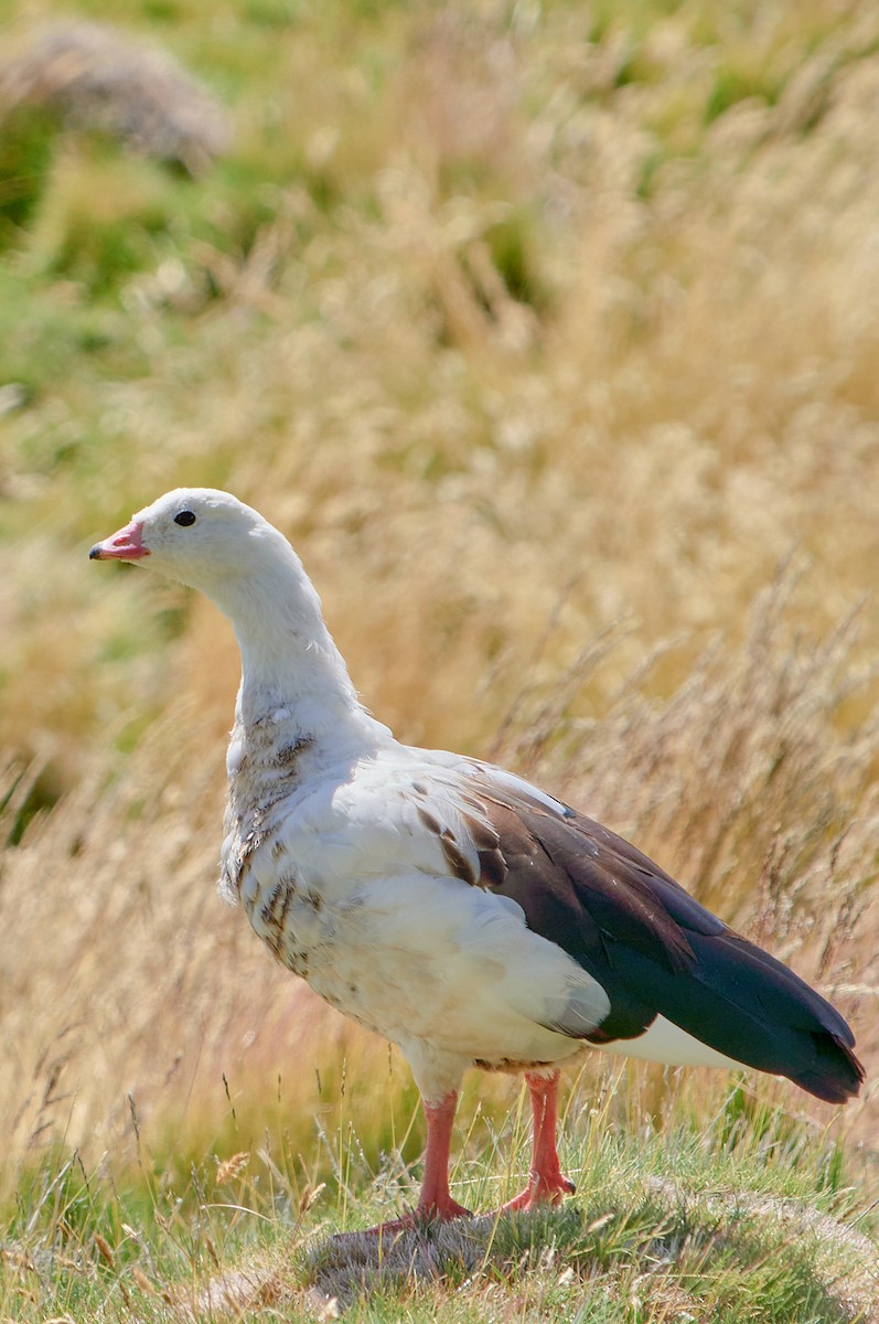 Andean Goose - Angélica  Abarca