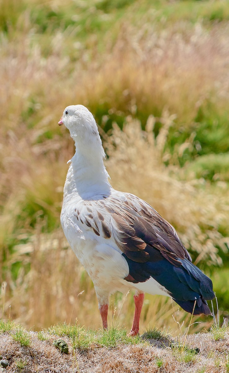 Andean Goose - Angélica  Abarca