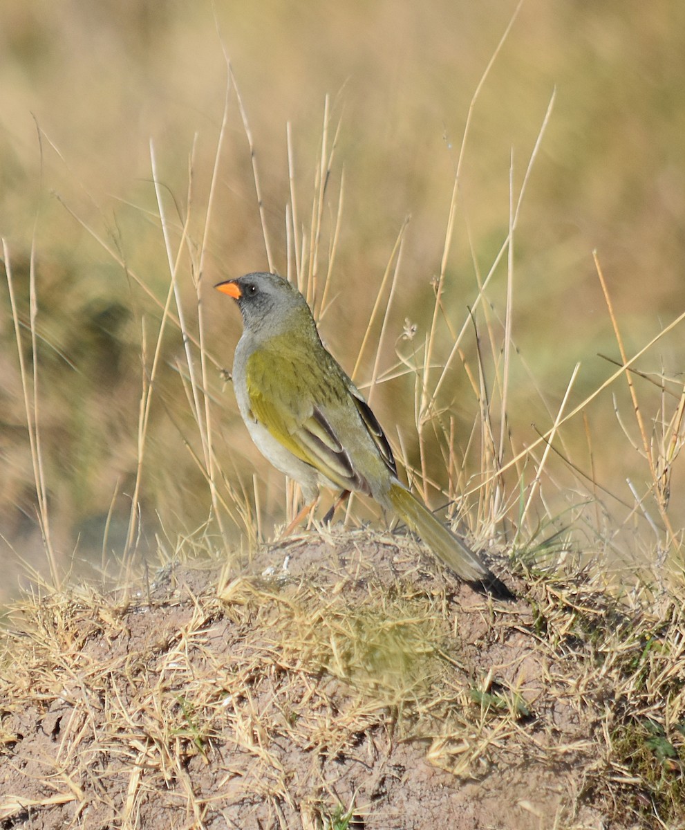 Great Pampa-Finch - andres ebel