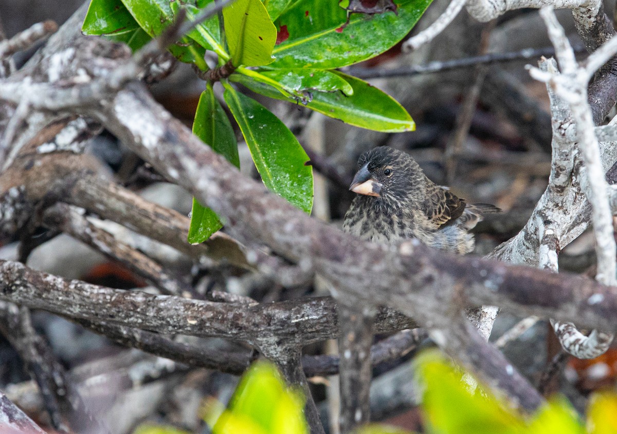 Large Ground-Finch - ML622124206