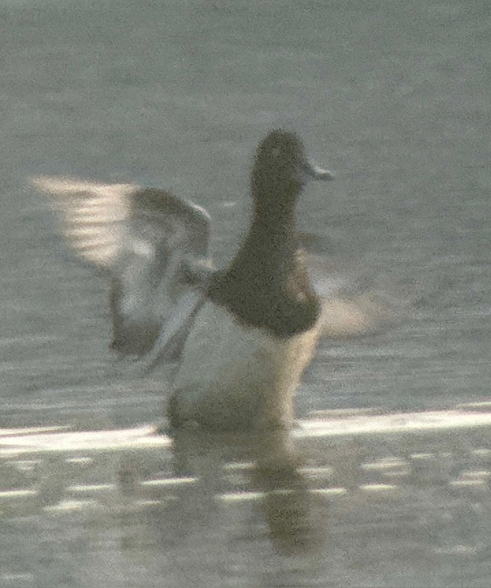 Greater Scaup - ML622124255