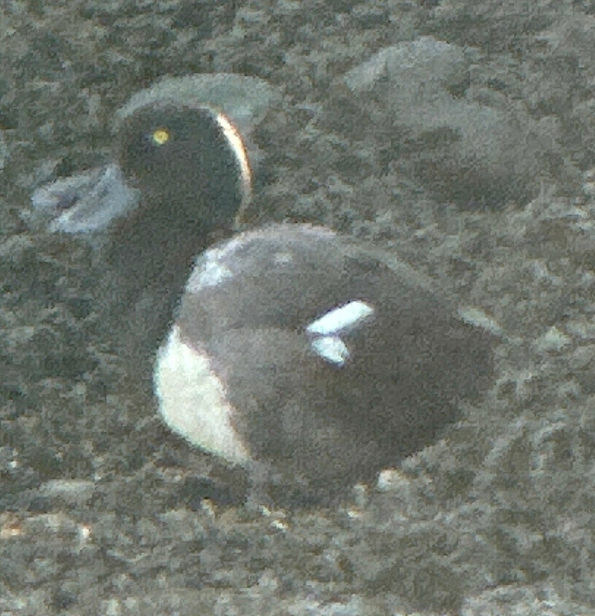 Greater Scaup - ML622124256