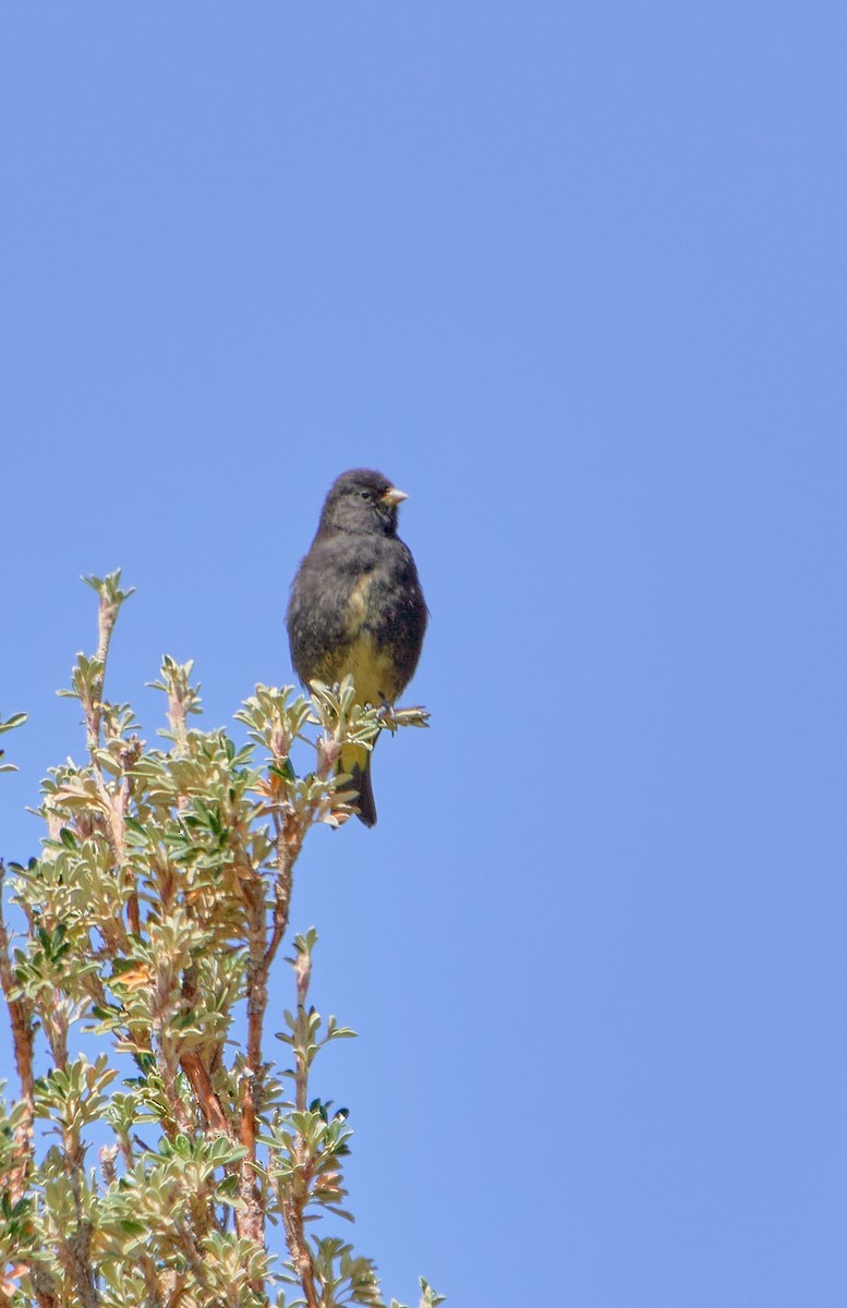 Black Siskin - ML622124284