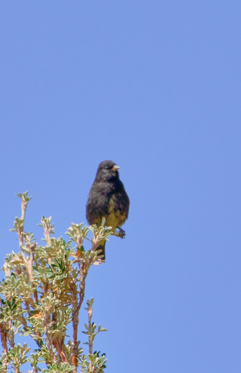 Black Siskin - ML622124286