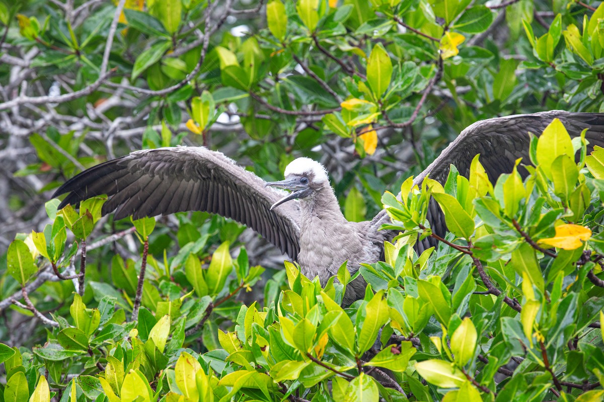 Red-footed Booby (Eastern Pacific) - ML622124297