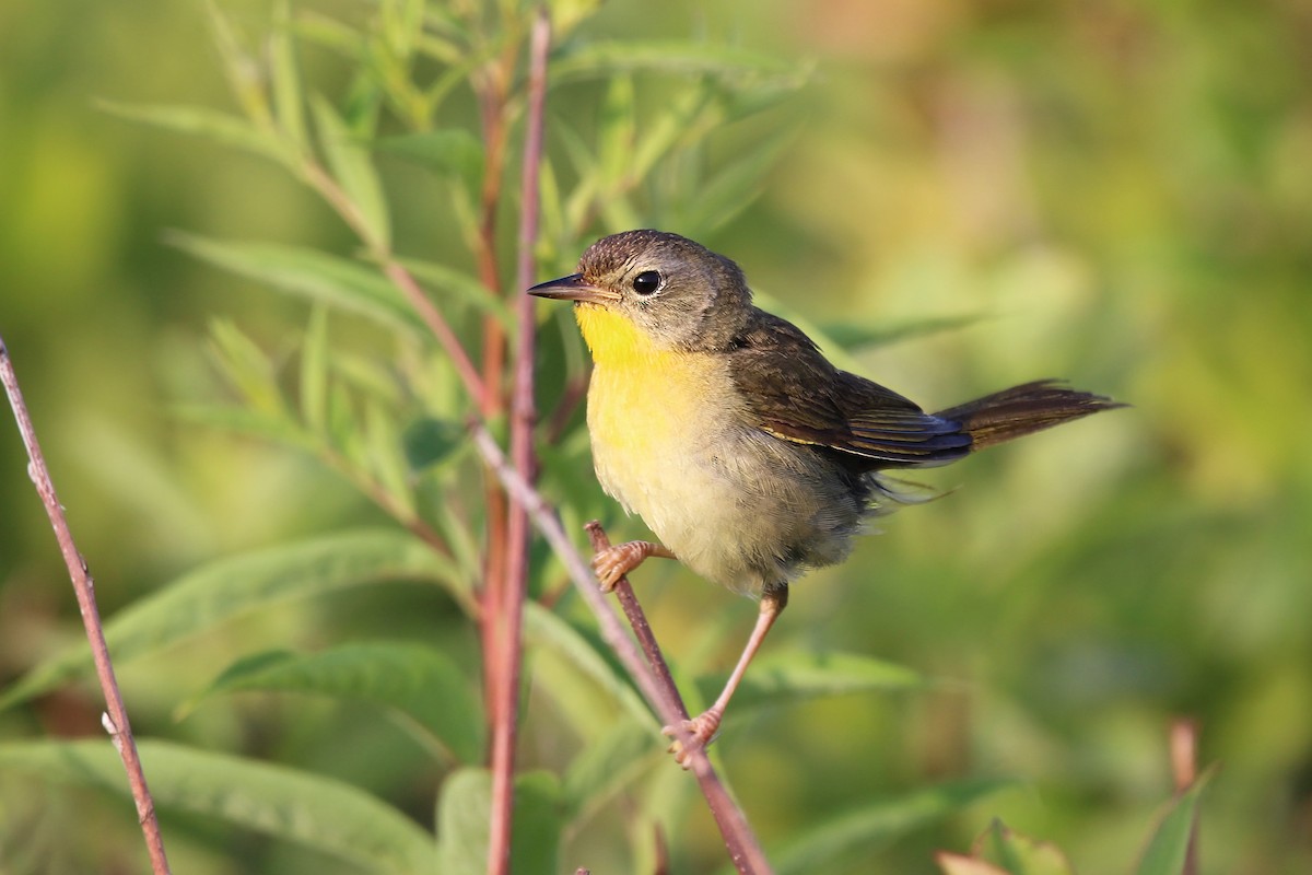 Common Yellowthroat - Ronnie Van Dommelen