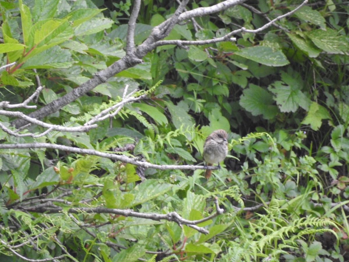 Gray Bushchat - ML622124317