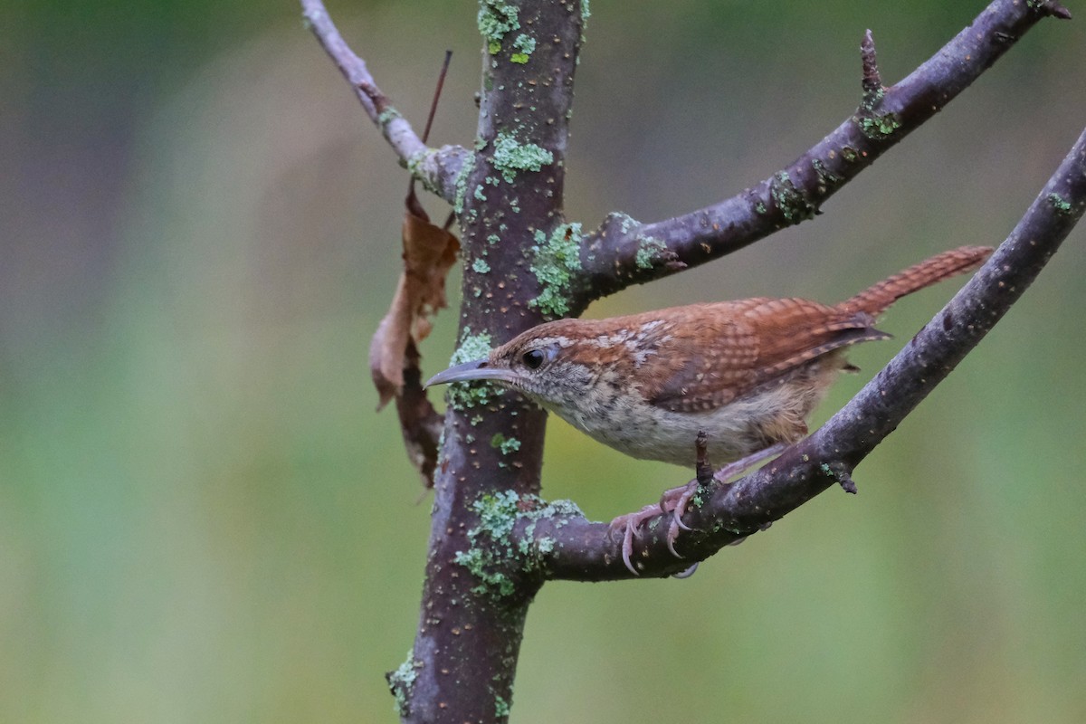 Carolina Wren - ML622124319