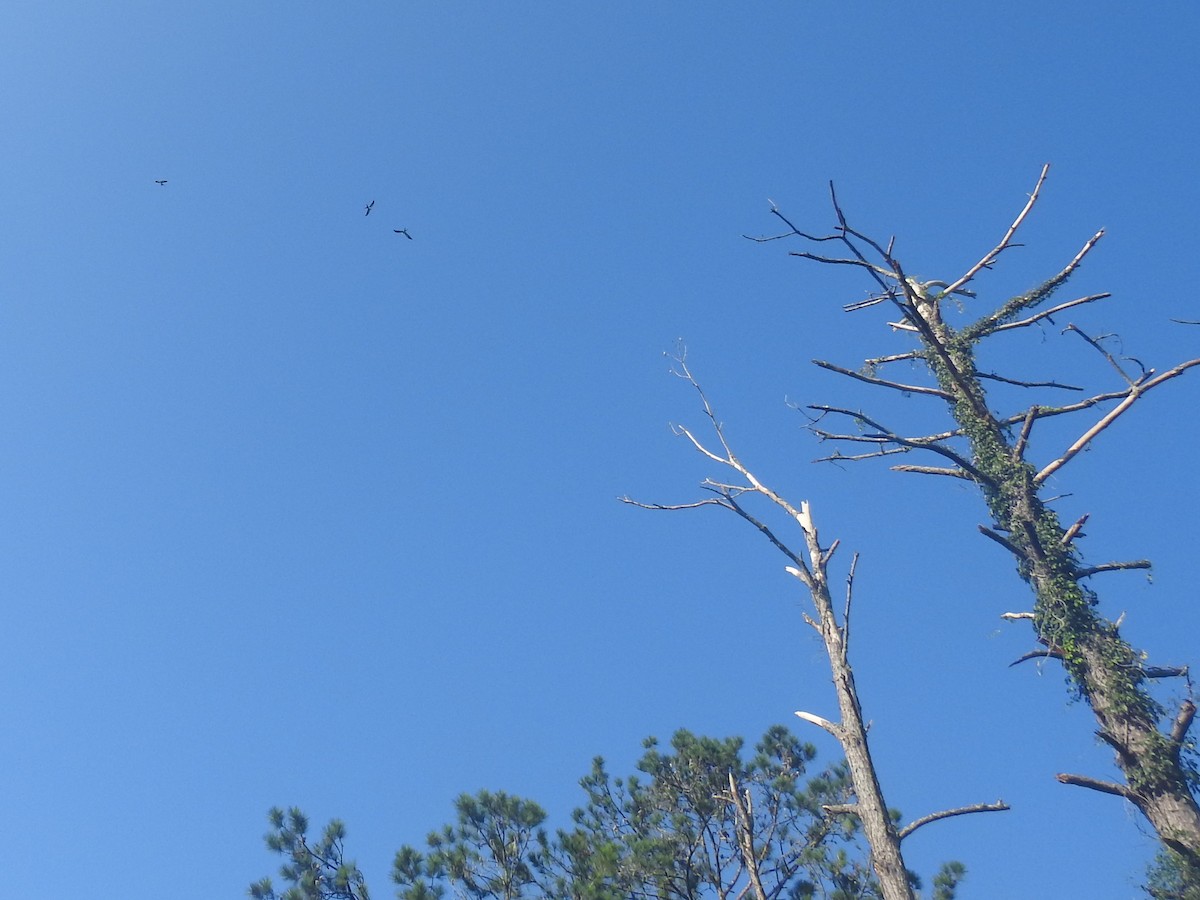 Swallow-tailed Kite - Kathryn Cowdery