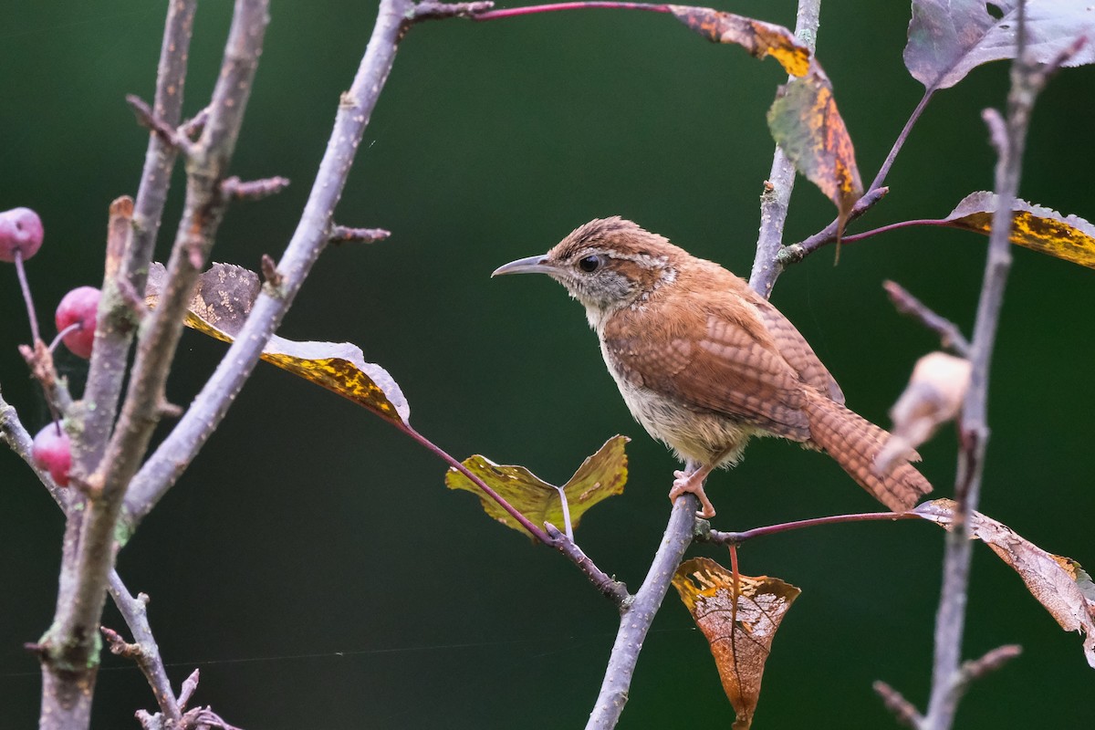 Carolina Wren - ML622124323