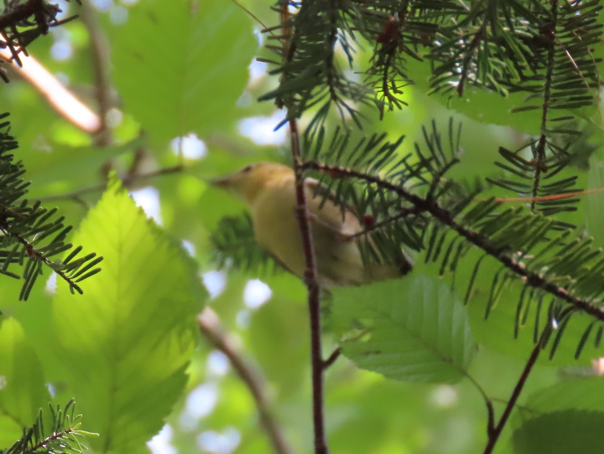 Bay-breasted Warbler - Pamela Hunt