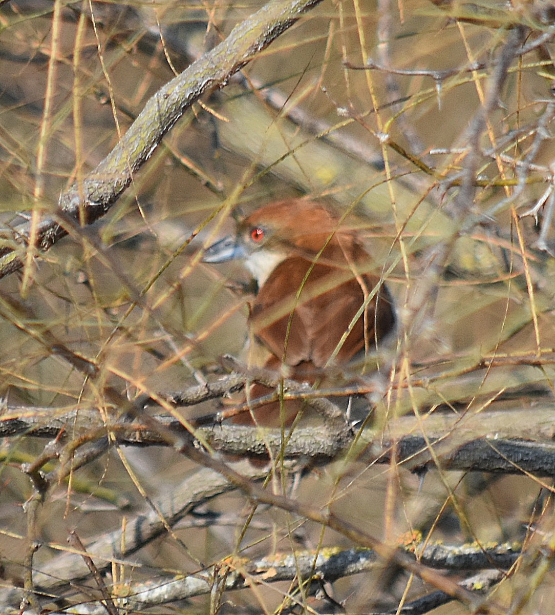 Great Antshrike - ML622124327