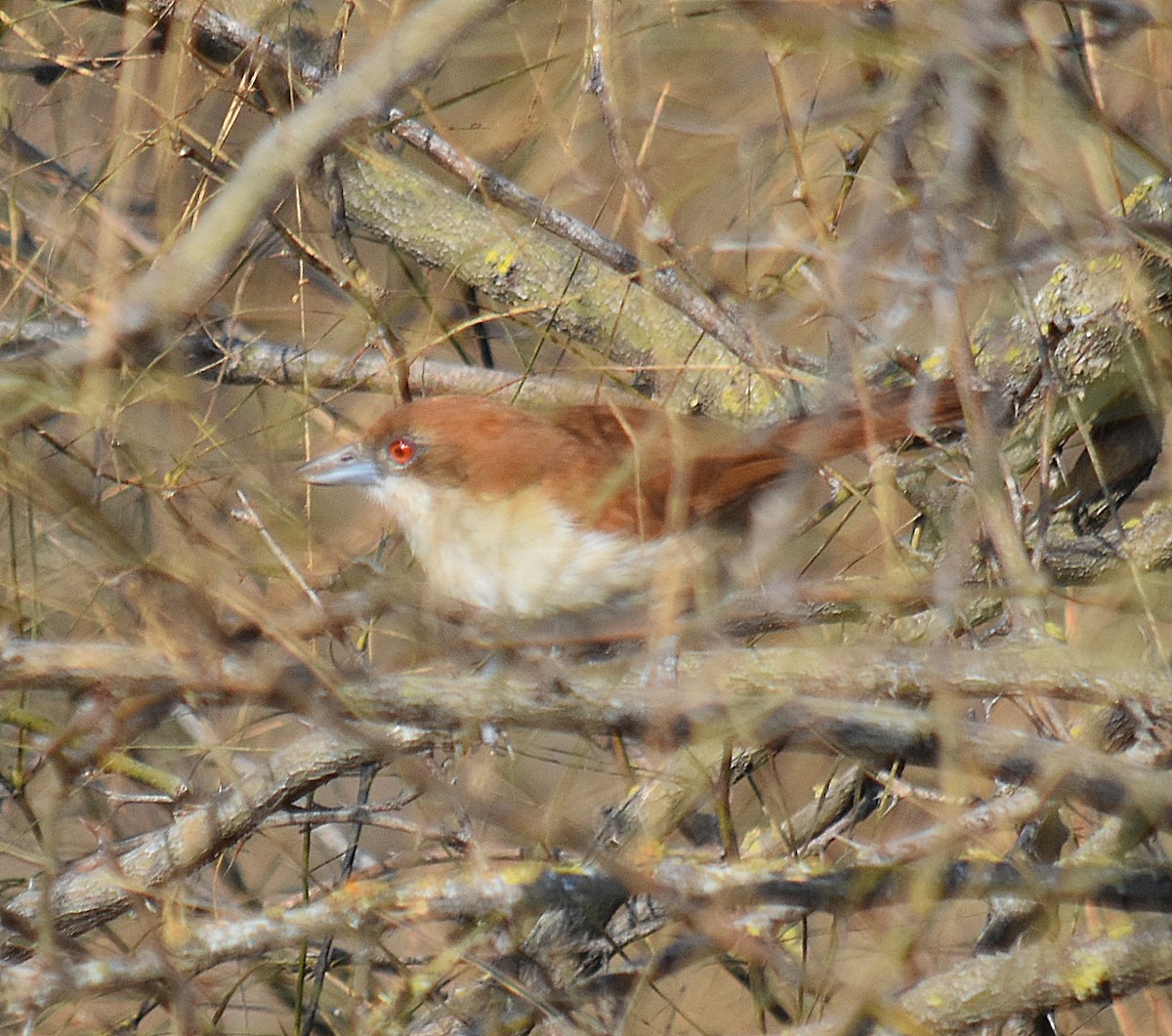 Great Antshrike - ML622124328