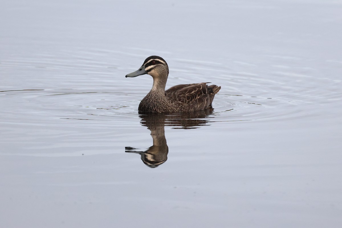 Pacific Black Duck - ML622124330